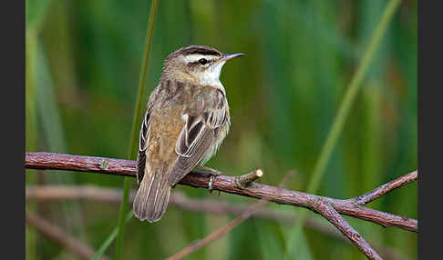 Schilfrohrsänger (Acrocephalus schoenobaenus)