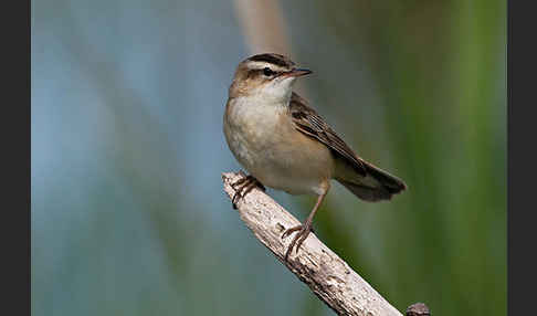 Schilfrohrsänger (Acrocephalus schoenobaenus)