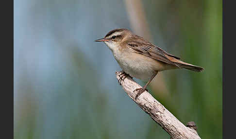 Schilfrohrsänger (Acrocephalus schoenobaenus)