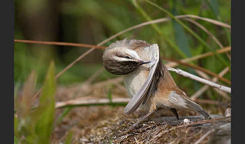 Schilfrohrsänger (Acrocephalus schoenobaenus)