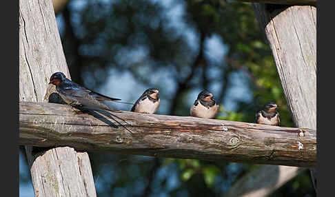 Rauchschwalbe (Hirundo rustica)