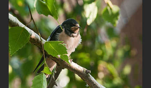 Rauchschwalbe (Hirundo rustica)