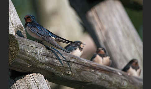 Rauchschwalbe (Hirundo rustica)