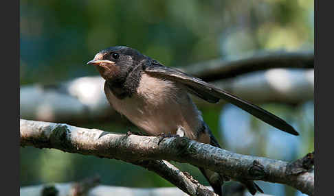 Rauchschwalbe (Hirundo rustica)