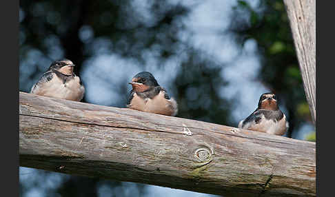 Rauchschwalbe (Hirundo rustica)