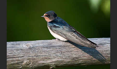 Rauchschwalbe (Hirundo rustica)