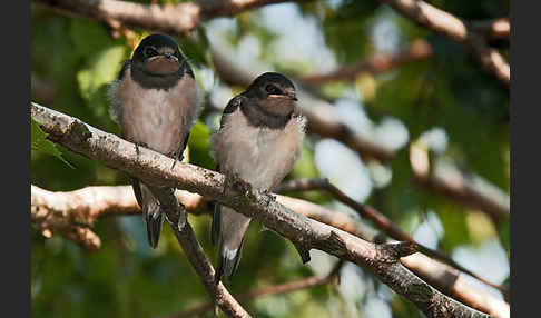 Rauchschwalbe (Hirundo rustica)