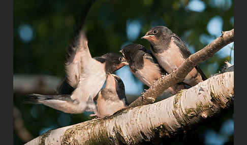 Rauchschwalbe (Hirundo rustica)