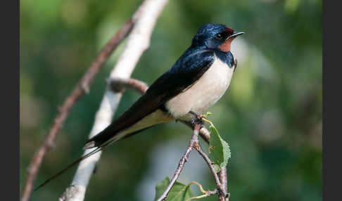 Rauchschwalbe (Hirundo rustica)