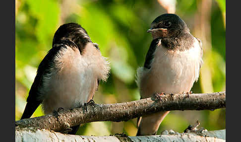 Rauchschwalbe (Hirundo rustica)