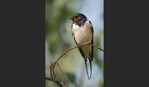 Rauchschwalbe (Hirundo rustica)