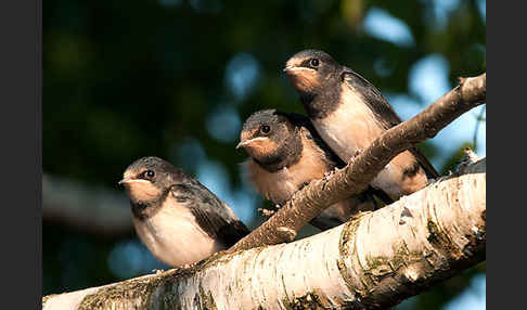 Rauchschwalbe (Hirundo rustica)