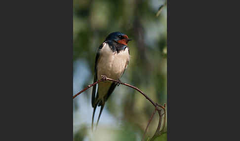 Rauchschwalbe (Hirundo rustica)