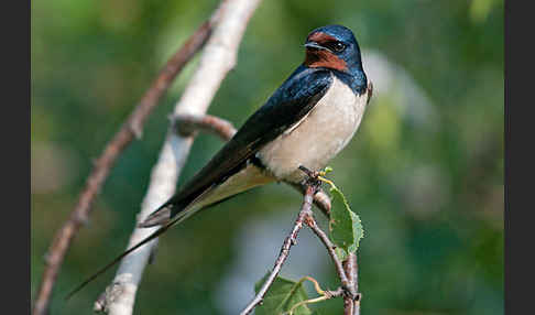 Rauchschwalbe (Hirundo rustica)