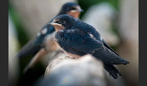 Rauchschwalbe (Hirundo rustica)