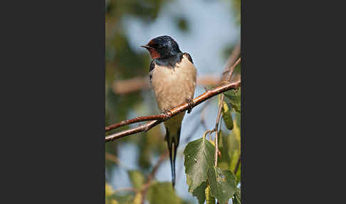 Rauchschwalbe (Hirundo rustica)