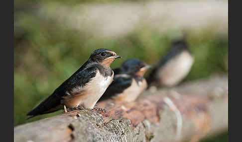 Rauchschwalbe (Hirundo rustica)