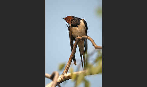 Rauchschwalbe (Hirundo rustica)