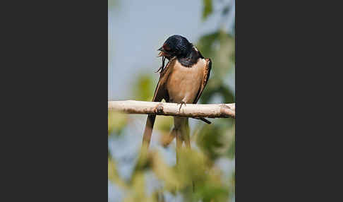 Rauchschwalbe (Hirundo rustica)