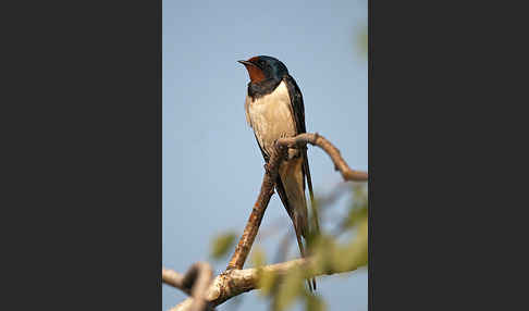 Rauchschwalbe (Hirundo rustica)