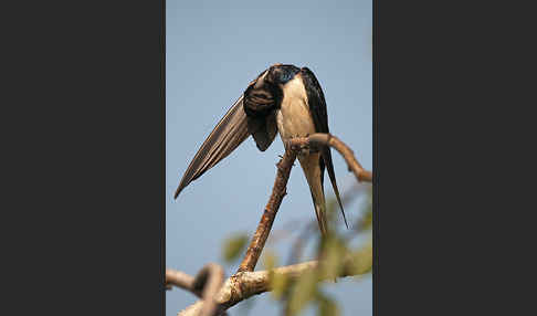 Rauchschwalbe (Hirundo rustica)