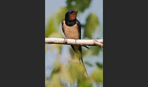 Rauchschwalbe (Hirundo rustica)