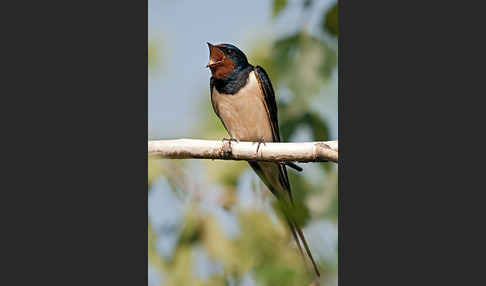 Rauchschwalbe (Hirundo rustica)