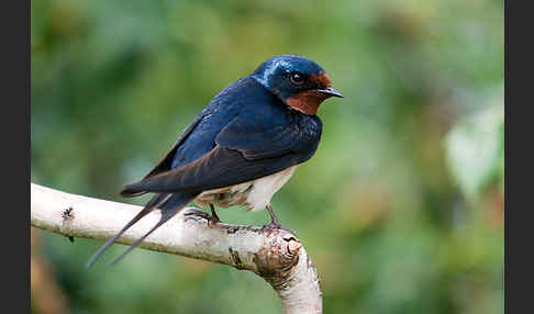 Rauchschwalbe (Hirundo rustica)