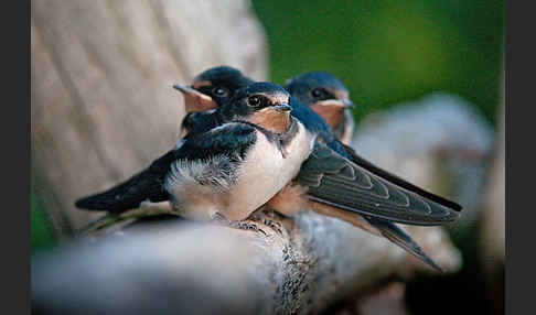 Rauchschwalbe (Hirundo rustica)