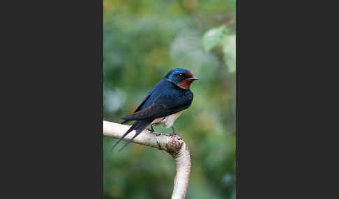 Rauchschwalbe (Hirundo rustica)