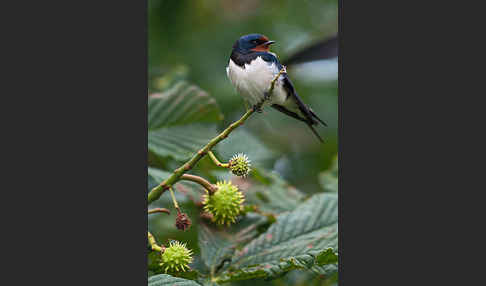 Rauchschwalbe (Hirundo rustica)