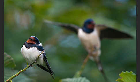 Rauchschwalbe (Hirundo rustica)