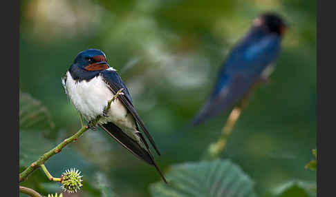 Rauchschwalbe (Hirundo rustica)