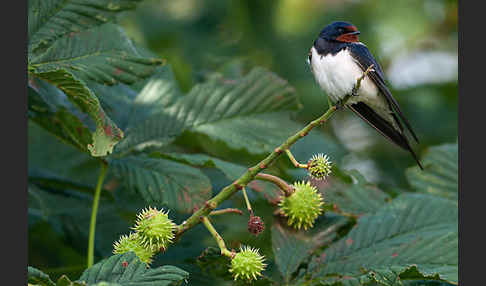 Rauchschwalbe (Hirundo rustica)