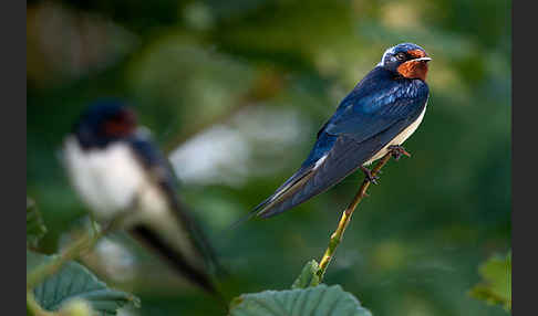 Rauchschwalbe (Hirundo rustica)