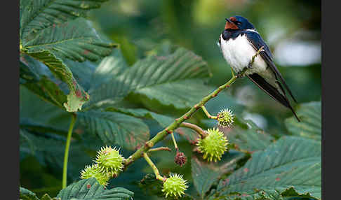 Rauchschwalbe (Hirundo rustica)