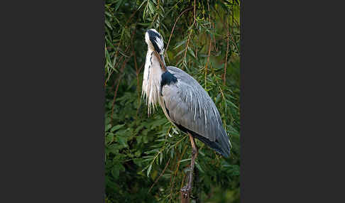 Graureiher (Ardea cinerea)