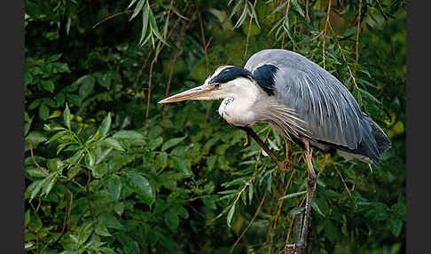 Graureiher (Ardea cinerea)