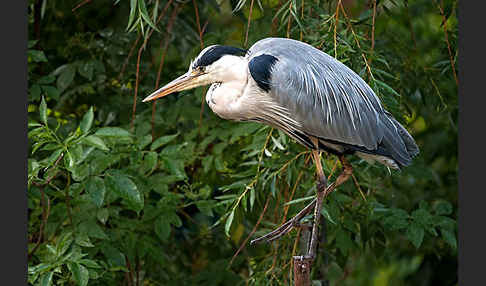 Graureiher (Ardea cinerea)