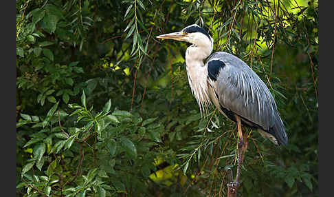 Graureiher (Ardea cinerea)