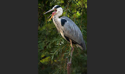 Graureiher (Ardea cinerea)