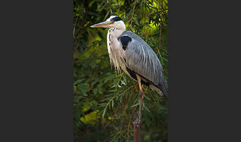 Graureiher (Ardea cinerea)