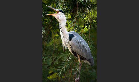 Graureiher (Ardea cinerea)