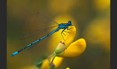 Hufeisen-Azurjungfer (Coenagrion puella)