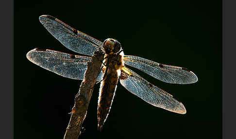 Vierfleck (Libellula quadrimaculata)