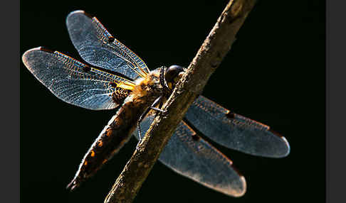 Vierfleck (Libellula quadrimaculata)