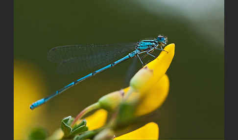 Hufeisen-Azurjungfer (Coenagrion puella)