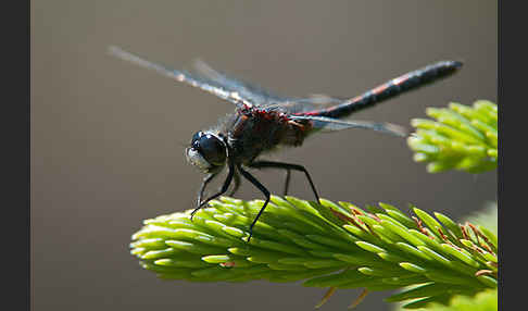 Nordische Moosjungfer (Leucorrhinia rubicunda)