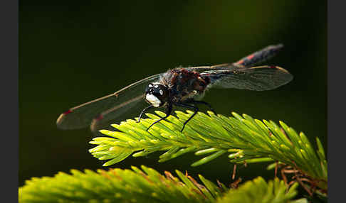 Nordische Moosjungfer (Leucorrhinia rubicunda)