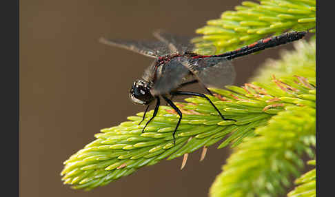 Nordische Moosjungfer (Leucorrhinia rubicunda)